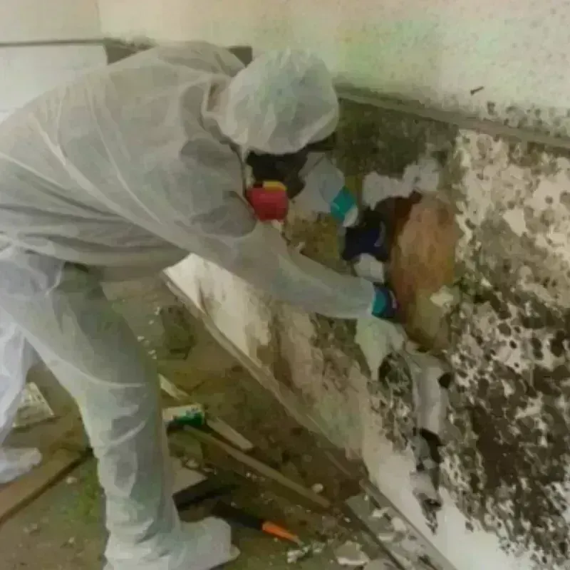 Mold Remediation and Removal in Franklin, WI